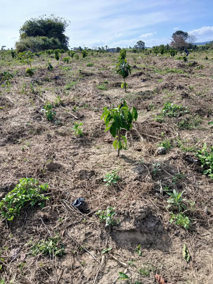 Farm 3ha tại Quốc lộ 29, Huyện Đông Hòa, Phú Yên giá 2.88 tỷ - Đầy đủ tiện nghi tưới tiêu!