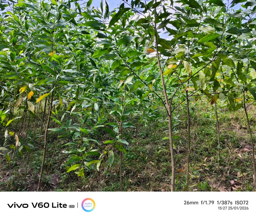 Đất farm 2ha tại xã Ea Ô - Đắk Lắk giá thỏa thuận - Tiềm năng đầu tư lớn!