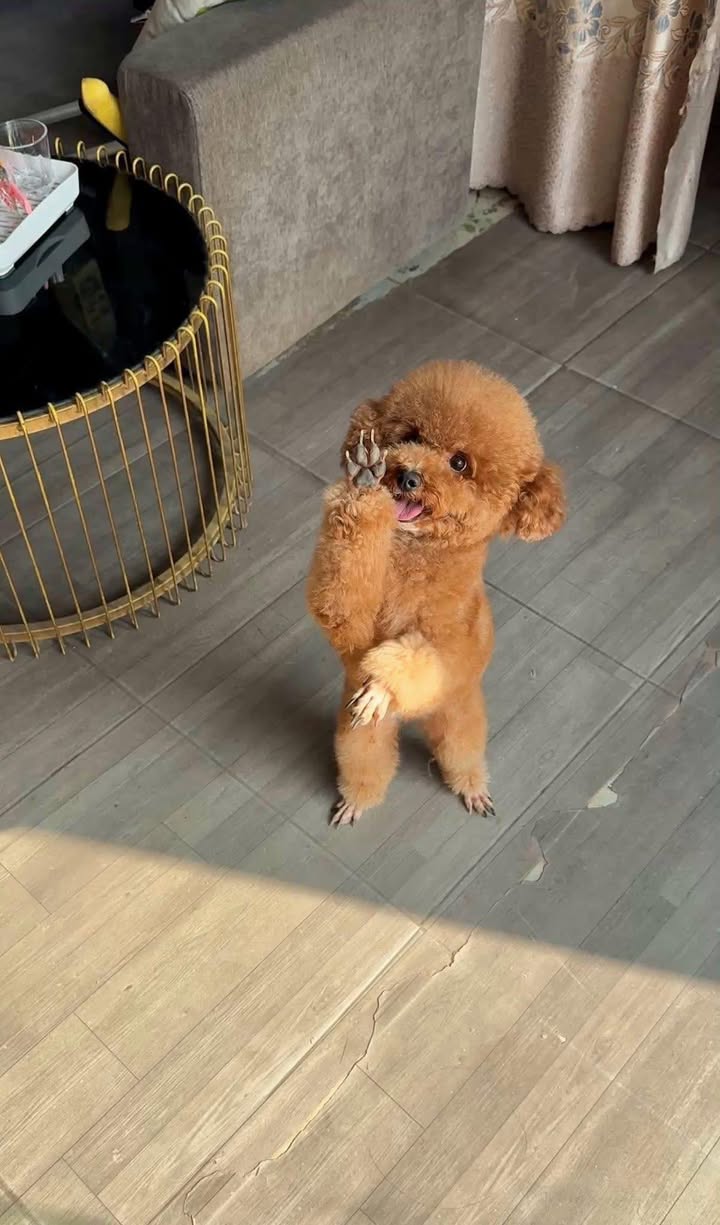 Nhà FrontHouse tại Đường Nguyễn Huệ, Gò Công 62m² giá 6.5 tỷ - Mặt tiền kinh doanh đắc địa!