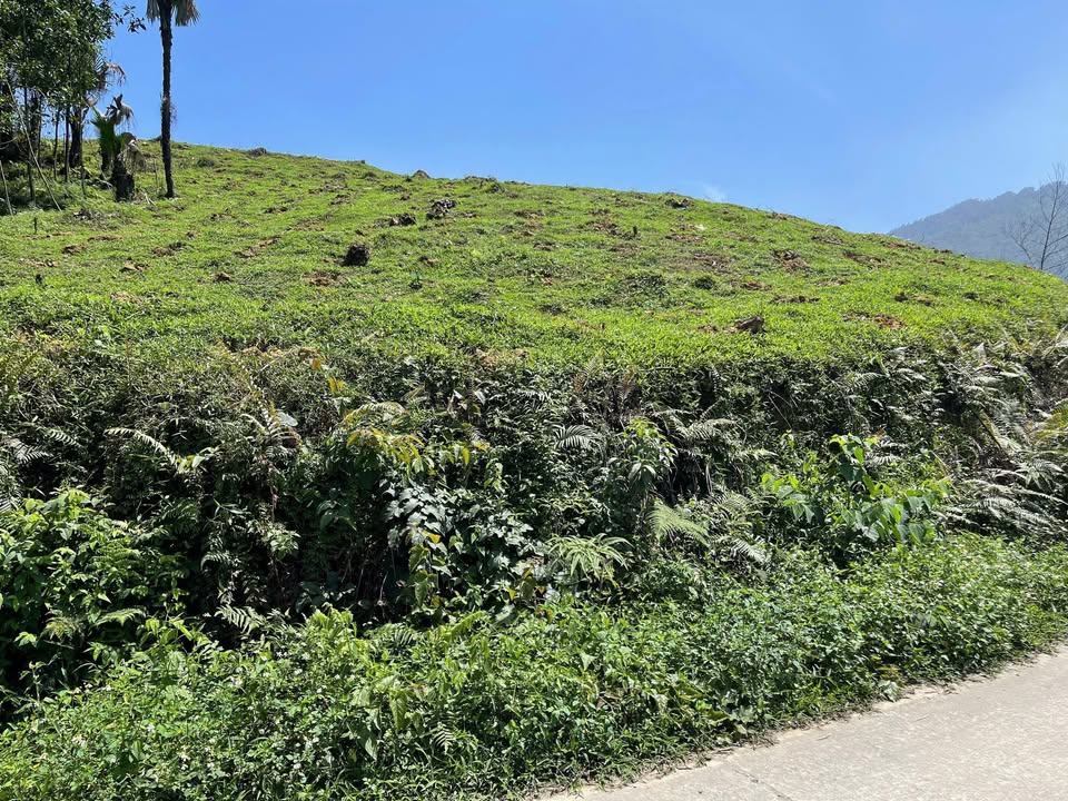 Đất nền Xã Mỹ Lương, Huyện Yên Lập, 2000m² giá 300 triệu - Đường ô tô tránh thoải mái!