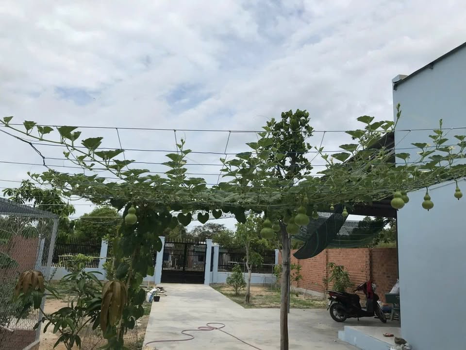 Đất nền Thị trấn Long Điền, Bà Rịa - Vũng Tàu 517m² giá 2.8 tỷ - Đầu tư sinh lời cao!