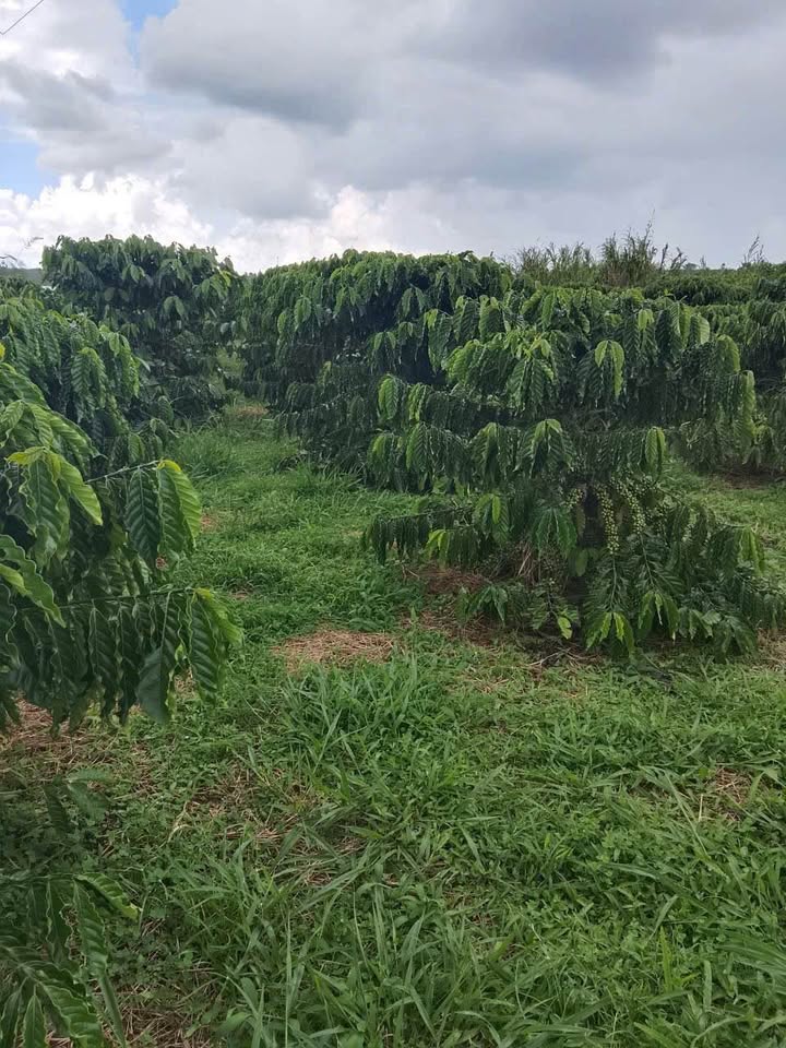 Đất nền 4800m² đường Nguyễn Trường Tộ, Bảo Lộc - Giá chỉ 6.7 tỷ!