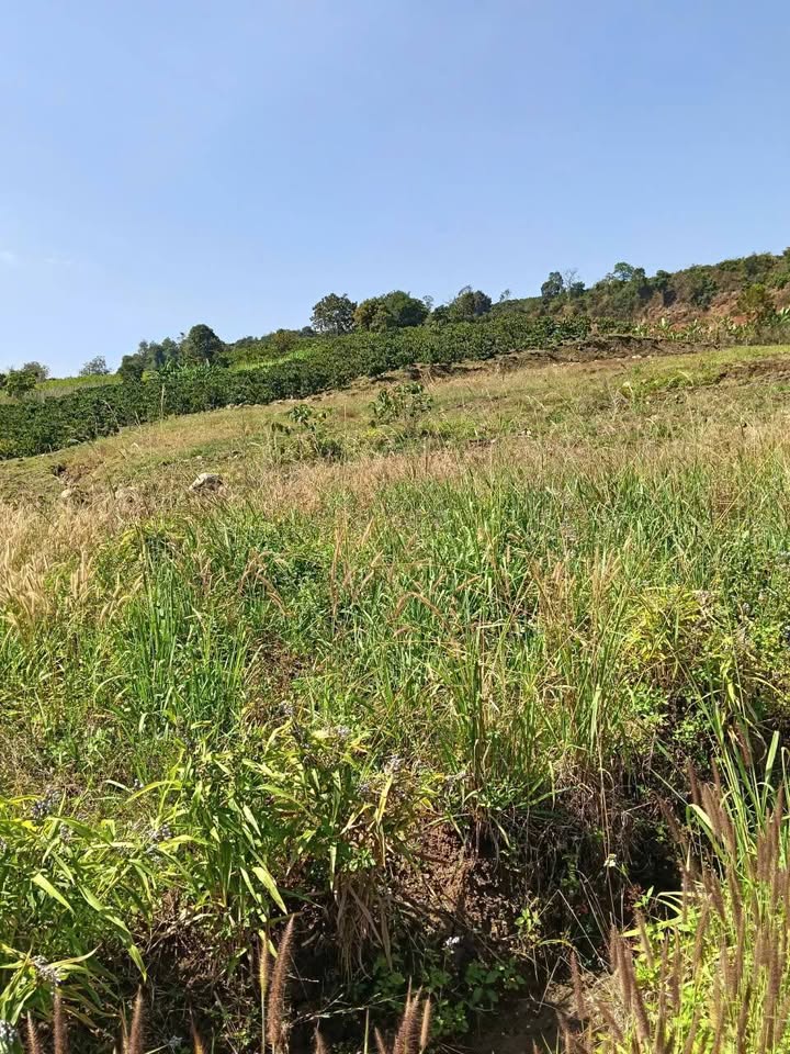 Đất nền 18,000m² tại Tân Hà, Lâm Hà - Giá chỉ 950 triệu - Sổ đỏ chính chủ