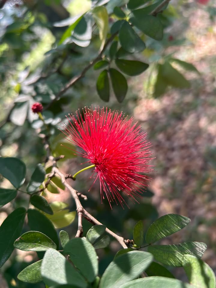 Đất nền Gò Vấp 713m² chỉ 53 tỷ - Cơ hội đầu tư cực tốt!