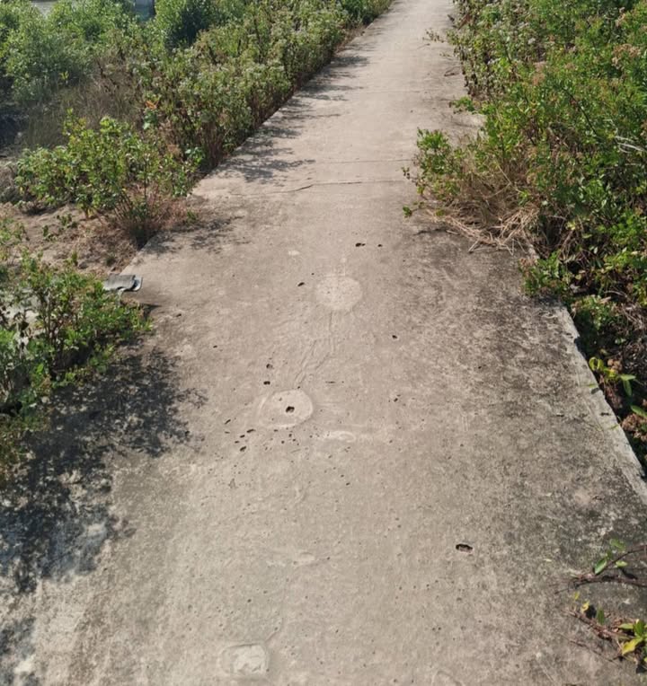 Đất nông nghiệp 65 công tại ấp Ông Ngươn, Cà Mau giá 600 triệu - Tiềm năng sinh lời cao!