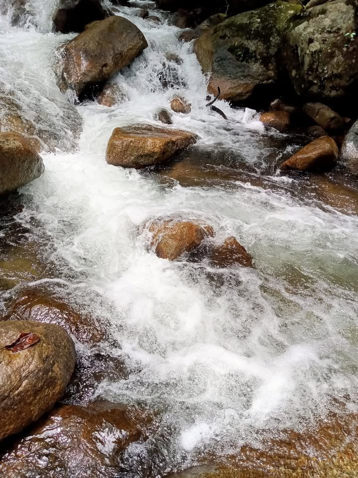 Đất Farm thôn Phú Vinh, Di Linh 34.000m² giá 1,55 tỷ - Đường nhựa tới tận nơi!