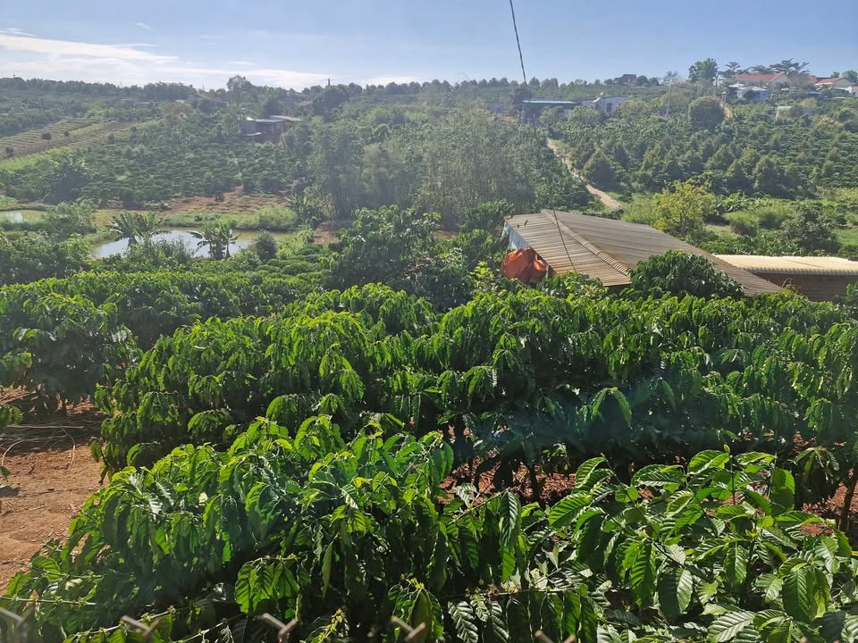 Đất nền 3000m² Tân Hà Lâm Hà giá 1.85 tỷ - Cơ hội đầu tư tuyệt vời!