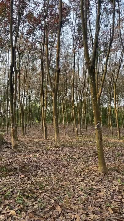 Đất nông nghiệp 30.000m² tại Phú Riềng giá 4.8 tỷ - Cơ hội đầu tư hấp dẫn!