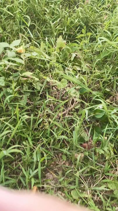 Đất nền 800m² tại An Hữu, Cái Bè giá 600 triệu - Cơ hội đầu tư tuyệt vời!