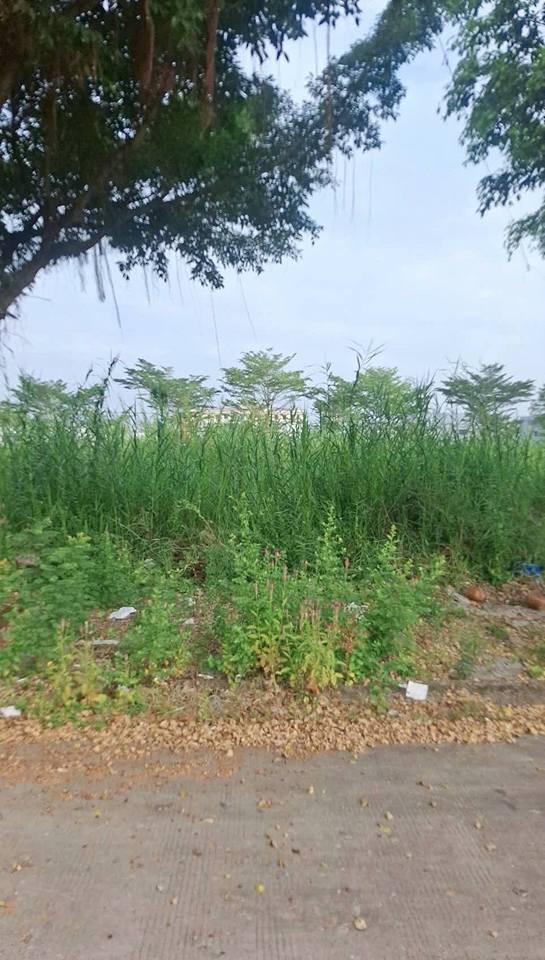 Đất nền KDC Hoàng Phát Bạc Liêu 125m² giá 1.25 tỷ - Đầu tư sinh lời ngay!