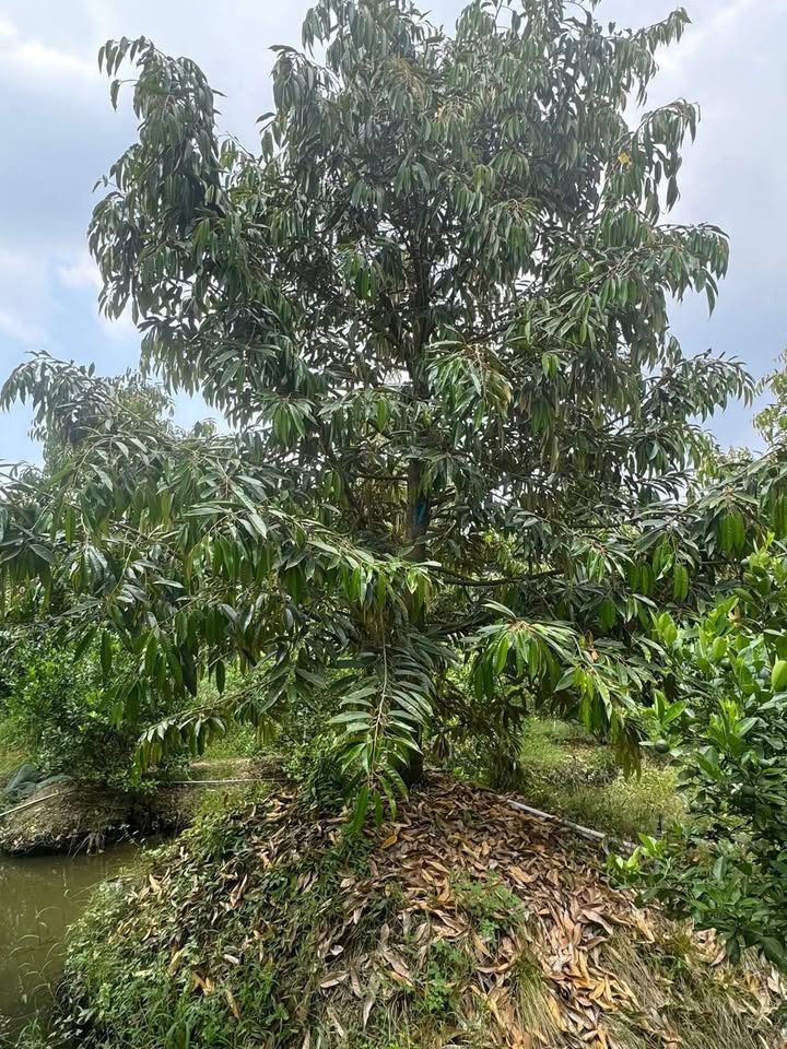 Đất Farm 2100m² tại Mỹ Long, Cai Lậy - Giá chỉ 2 tỷ, thương lượng ngay!