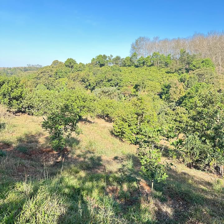 Farm đất vườn tại Xã Ia RSai, Huyện Krông Pa, 1,5ha - Mô hình thu nhập bền vững!