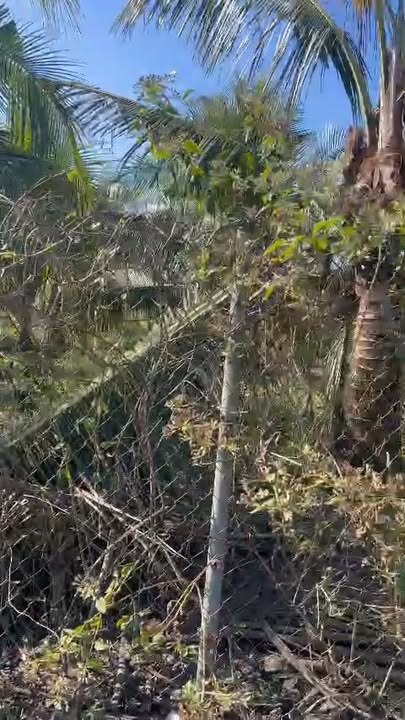 Đất vườn 2562m² tại xã Sông Thao, giá thỏa thuận - Cơ hội đầu tư sinh lời!