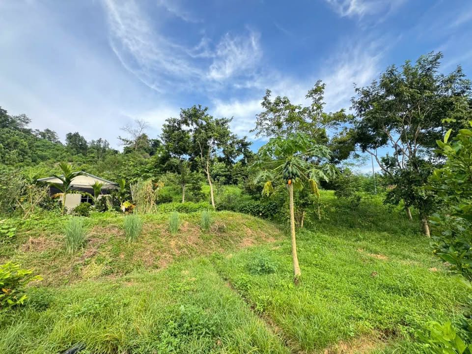 Trang trại gà tại Lào Cai 1,5Ha giá 3,1 tỷ - Thu nhập gần 100 triệu/tháng!