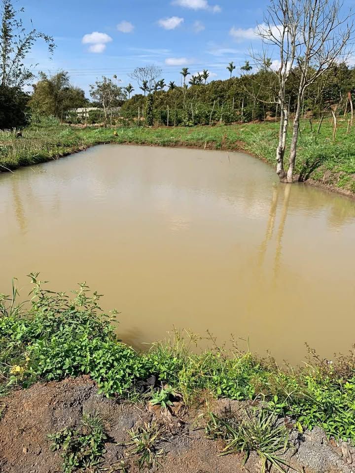 Đất rẫy 62000m² tại Bình Tân, Buôn Hồ - Giá chỉ 3 tỷ, pháp lý rõ ràng!