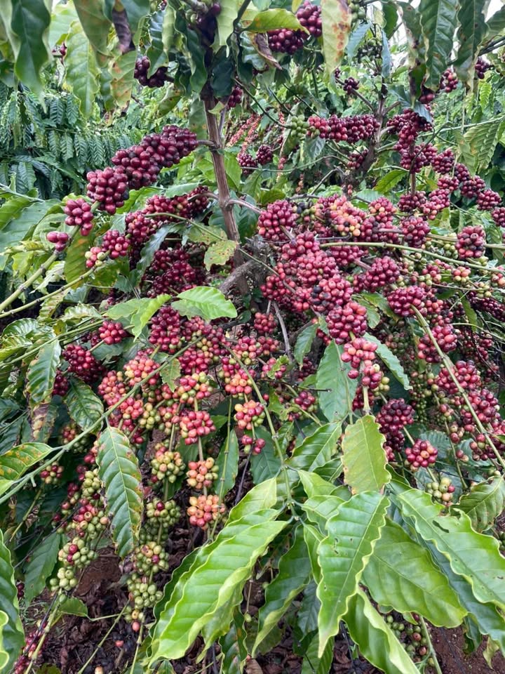 Farm 1,1ha tại Pleiku, Gia Lai - Đầy đủ tiện nghi, sẵn sàng hoạt động!