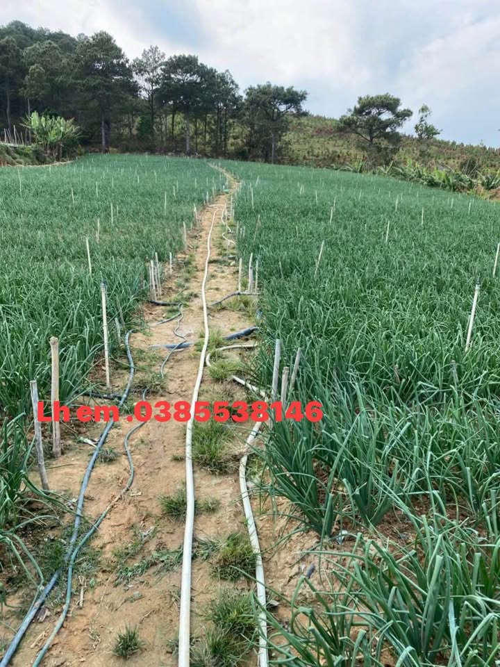 Đất nền xã Lạc Xuân 4500m² giá 2.5 tỷ - View núi tuyệt đẹp!