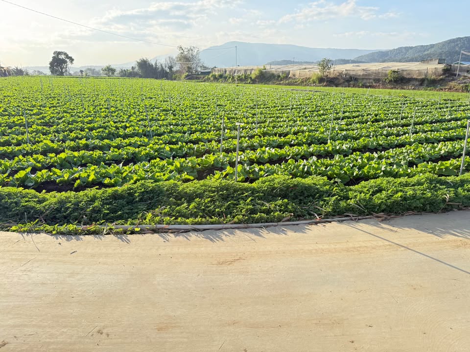 Đất nền Lạc Thạnh, Lạc Lâm 1080m² giá 1.95 tỷ - Pháp lý rõ ràng!