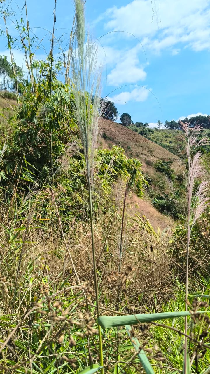 Đất nền xã Nam Hà, Huyện Lâm Hà 1,3ha giá chỉ 550 triệu - Cơ hội đầu tư tuyệt vời!