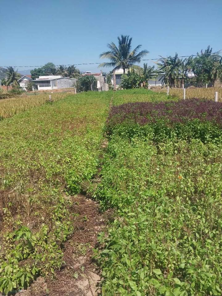 Đất nông nghiệp Phường Văn Hải 329m² giá 520 triệu - Pháp lý rõ ràng!