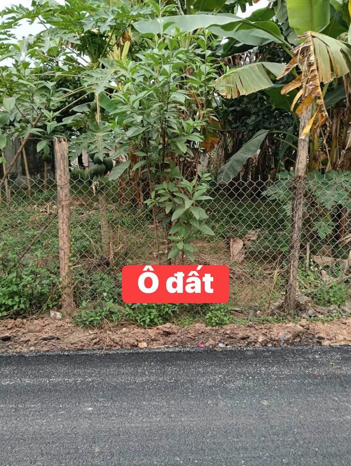 Đất thổ cư 105m² tại Hoàng Hoa, Tam Dương, Vĩnh Phúc giá 795 triệu - Cơ hội đầu tư tuyệt vời!