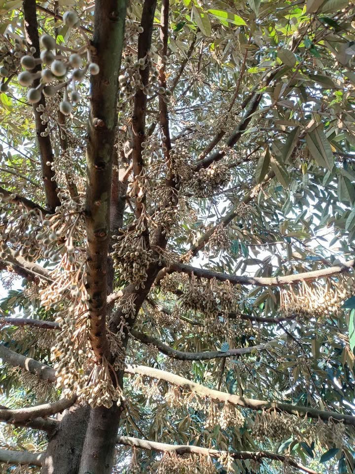 Bán vườn sầu riêng 3,1ha Thọ Sơn giá thỏa thuận - Đầu tư sinh lời ngay!