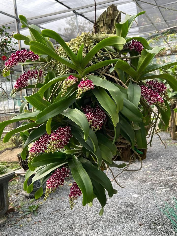 Đất nền Phường Đồng Nhân 75m² giá chỉ 5.4 tỷ - Vị trí đắc địa, ô tô vào tận nơi!