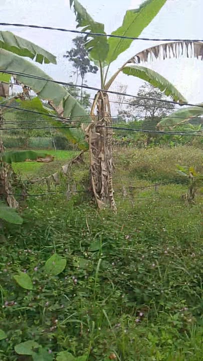 Đất nền Xã Bình Quế, Huyện Thăng Bình 500m² giá từ 200 triệu - Sổ hồng trao tay!