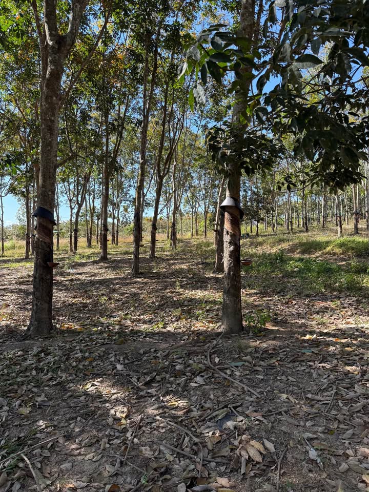 Farm cao su Cư Knia 2,2ha giá 2,35 tỷ - Thu nhập ổn định từ rẫy