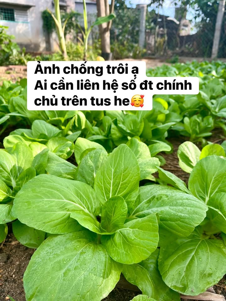 Đất nền Hòa Mỹ Đông 48,2m² giá thương lượng - Sổ hồng chính chủ