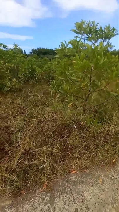 Đất nông nghiệp 2.5ha tại xã An Thọ, huyện Tuy An, Phú Yên - Pháp lý rõ ràng, giá tốt!