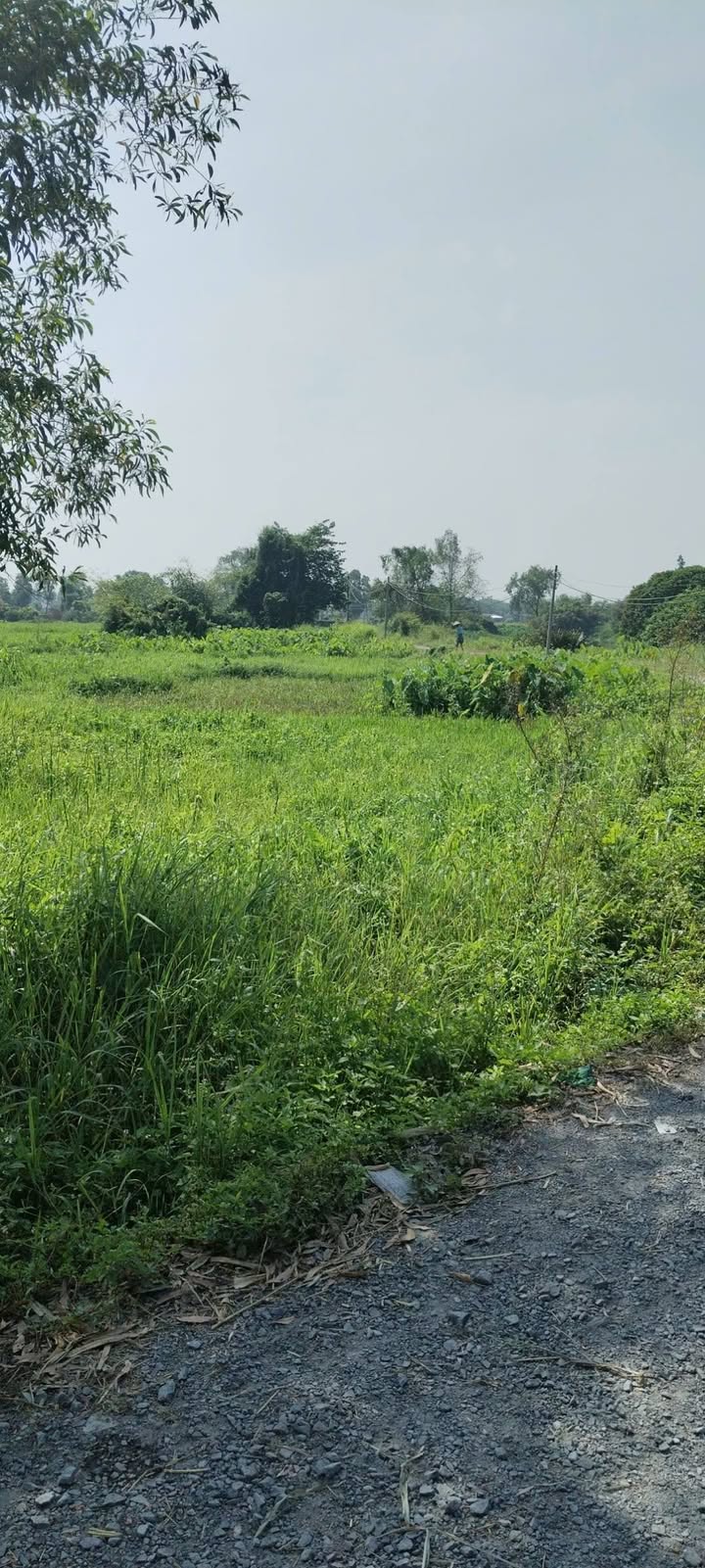 Đất nền 1798m² mặt tiền sông tại Ấp 1, Đông Thạnh - Giá 3.6 tỷ, đầu tư sinh lời!