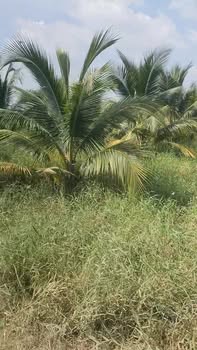 Đất nông nghiệp 4000m² tại Ấp Xóm Rẩy, Gò Công Đông - Giá tốt 1.6 tỷ!