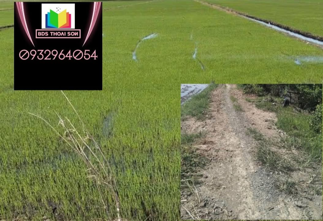 Đất thổ cư 7000m² Huyện Thoại Sơn, An Giang - Giá chỉ 130 triệu