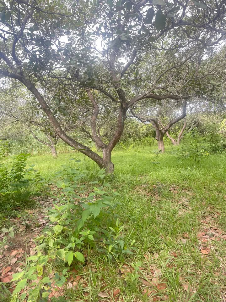 Đất nông nghiệp Tây Giang 1,8ha giá thương lượng - Tiềm năng đầu tư lớn!