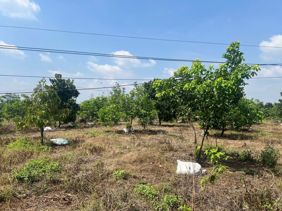 Đất vườn trái cây 1000m² tại Xuân Phú chỉ 500 triệu - Cơ hội đầu tư tuyệt vời!