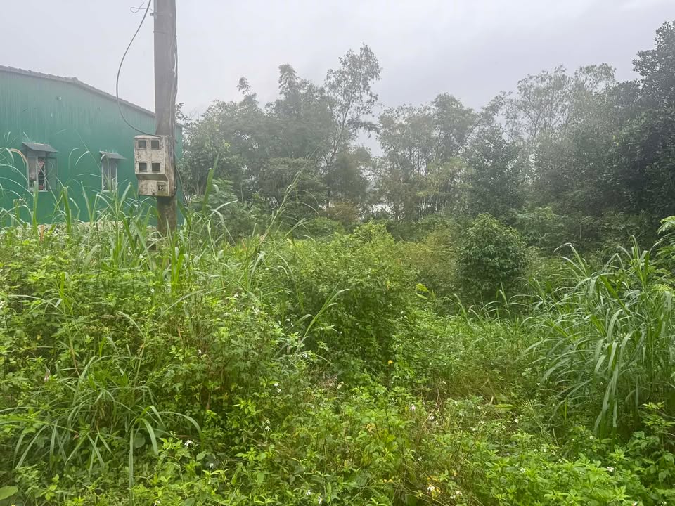 Nhà mặt tiền Trục chính Hồ Km22, 1000m² giá chỉ 2xx triệu - Đầu tư sinh lời!