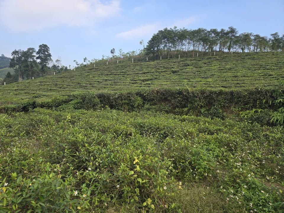 Đất thổ cư Văn Miếu, Phú Thọ 2600m² giá 1 tỷ - View cánh đồng lúa tuyệt đẹp!