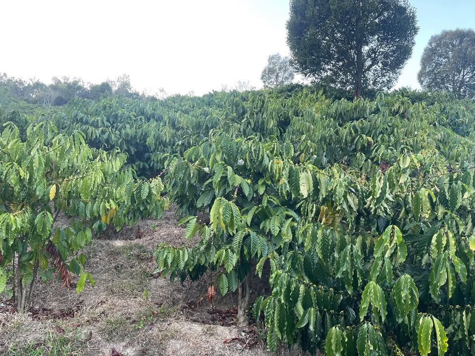 Đất Farm 1ha tại thôn Chin Múp, Đam Rông, Lâm Đồng - Sổ đỏ chính chủ giá 1.2 tỷ