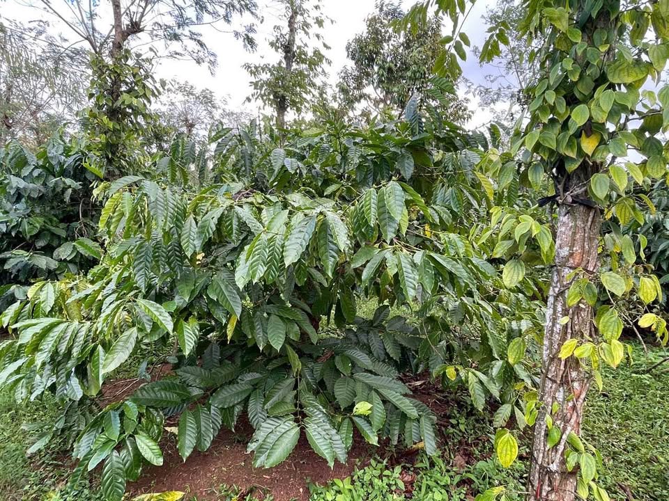 Farm 1.4ha tại xã Cuor Đăng, huyện Cư M'gar - Giá chỉ 126 triệu!