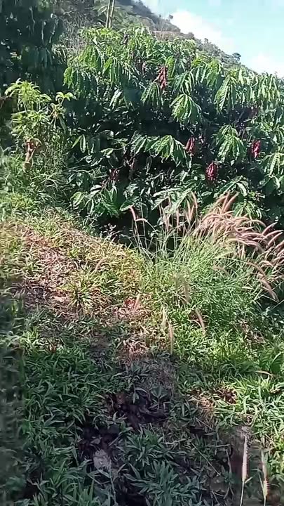 Đất nông nghiệp 32.400m² tại Nâm N'Đir, Đắk Nông - Giá chỉ 850 triệu