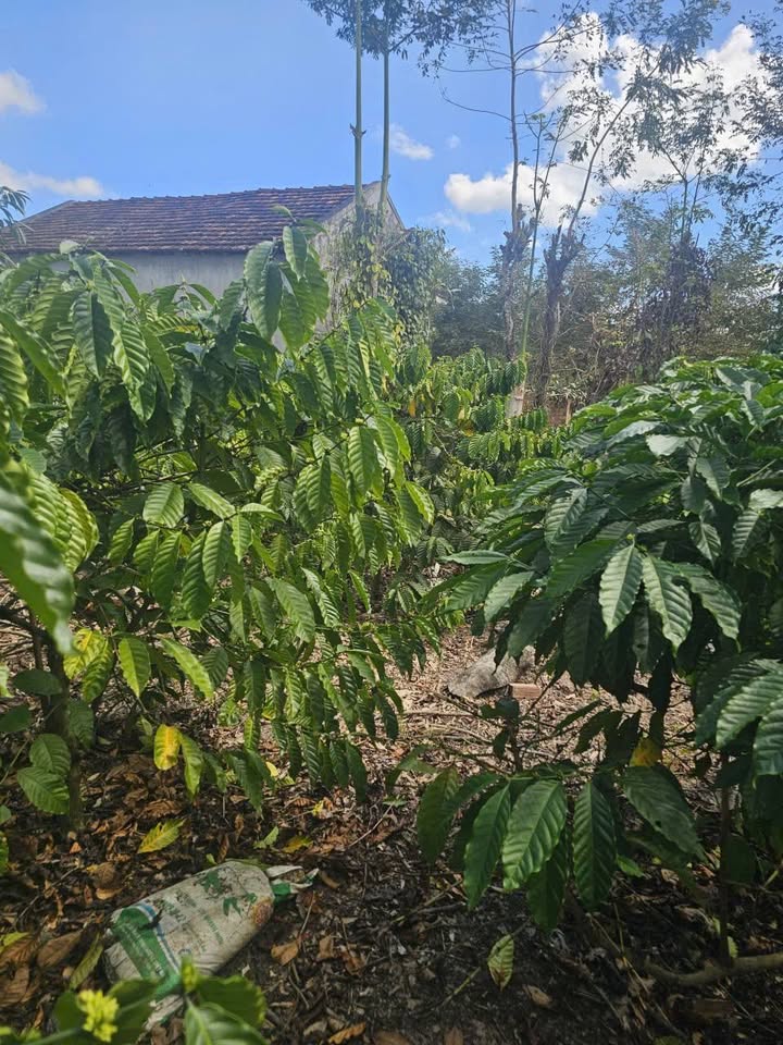 Lô đất sào 1,1 ha mặt tiền đường nhựa, gần ngã tư 714, giá 1.8 tỷ - Đầu tư sinh lời ngay!