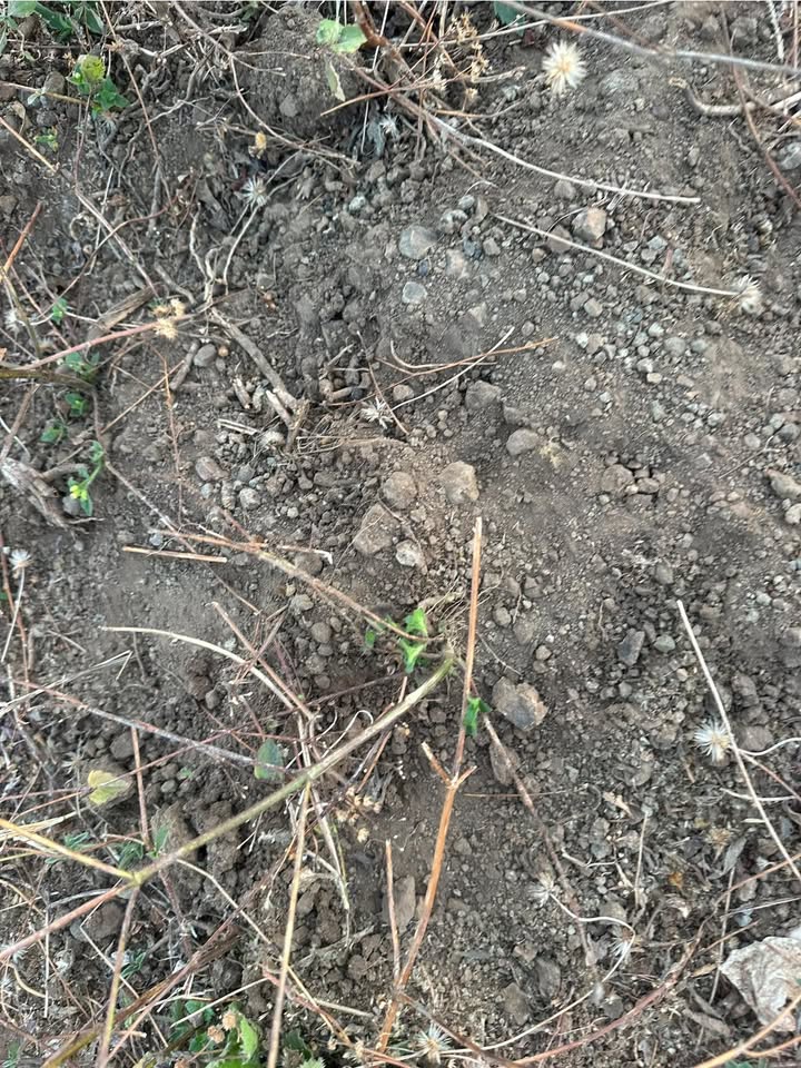 Đất nền 1hectar tại Xã Ia Le, Huyện Chư Pưh, Gia Lai - Giá chỉ 700 triệu