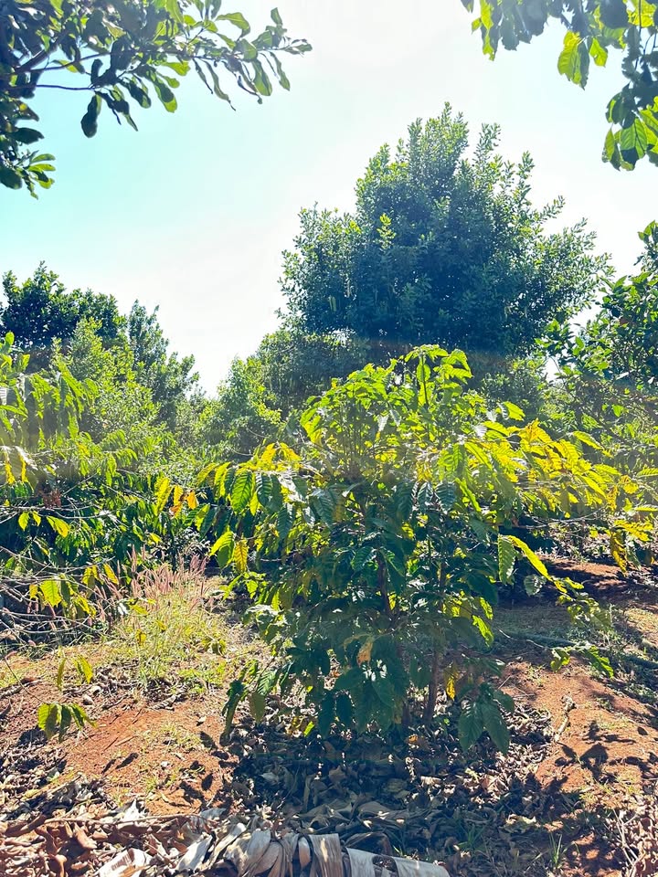 Farm đất đỏ đẹp tại xã HNol, Đăk Đoa - Giá chỉ 2 tỷ - Đầu tư sinh lời!