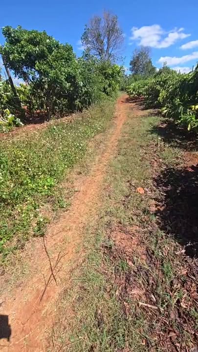 Bán rẫy 5,4 sào tại Thị trấn Chư Sê, Gia Lai giá 1,65 tỷ - Cơ hội đầu tư hấp dẫn!