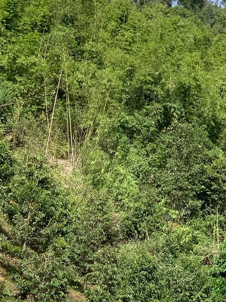 Đất nông nghiệp 1,5ha Đạ Rsal giá 300 triệu - Cơ hội đầu tư hấp dẫn!