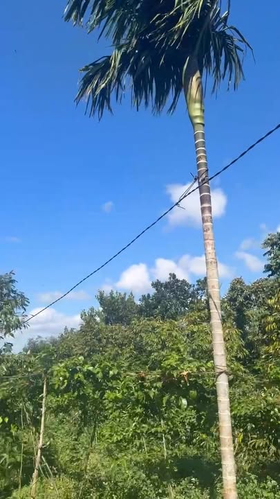 Đất nền chính chủ bán gấp tại xã Phú Xuân, 282m² chỉ 3.402 tỷ - Cơ hội đầu tư tuyệt vời!