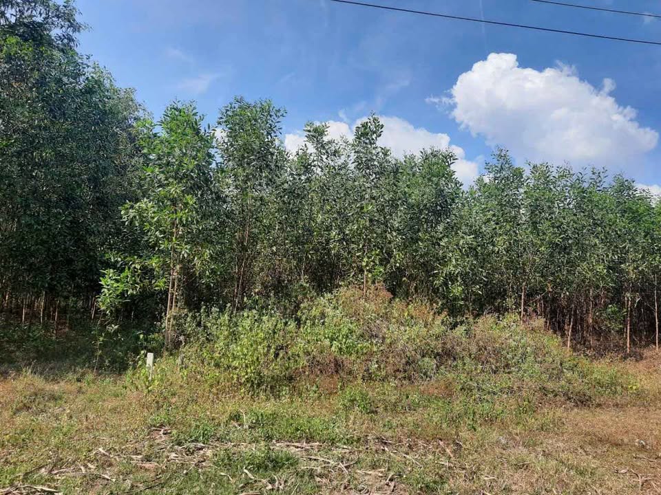 Đất nền xã Diên Xuân 593m² giá 550 triệu - Cơ hội đầu tư hấp dẫn!