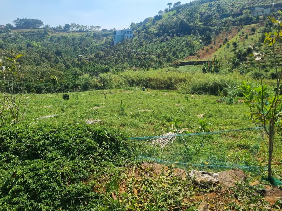 Đất nền 2 sào hẻm Tôn Thất Thuyết, Bảo Lộc - Giá chỉ 1.7 tỷ, cơ hội đầu tư tuyệt vời!