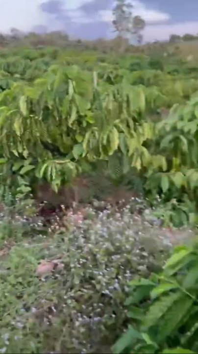 Farm đẹp 8 sào tại Huyện Buôn Đôn, Đắk Lắk giá chỉ 1.2 tỷ - Đầu tư sinh lời ngay!